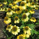 ECHINACEA 'SOMBRERO LEMON YELLOW' - STARTER PLANT ECHINACEA 'SOMBRERO LEMON YELLOW' - STARTER PLANT