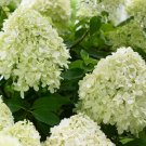 HYDRANGEA PANICULATA 'LITTLE SPOOKY' - PLANT -APPROX 4-6 INCH HYDRANGEA PANICULATA 'LITTLE SPOOKY' - PLANT -APPROX 4-6 INCH