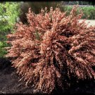 CYTISUS 'ZEELANDIA' - STARTER PLANT - APPROX 6-8 INCH - NO SHIP WEST COAST