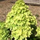 HYDRANGEA PANICULATA 'MOJITO' - STARTER PLANT - APPROX 5 INCH HYDRANGEA PANICULATA 'MOJITO' - STARTER PLANT - APPROX 5 INCH