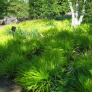 HAKONECHLOA MACRA 'ALL GOLD' - JAPANESE FOREST GRASS - PLANT