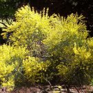 CYTISUS 'PRAECOX' - STARTER PLANT - APPROX 6-8 INCH - NO SHIP WEST COAST CYTISUS 'PRAECOX' - STARTER PLANT - APPROX 6-8 INCH - NO SHIP WEST COAST