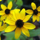 RUDBECKIA TRILOBA - BROWN EYED SUSAN - STARTER PLANT