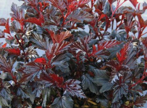 PHYSOCARPUS 'BLACK JACK'- STARTER PLANT - APPROX 6-8 INCH