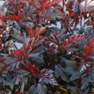 PHYSOCARPUS 'BLACK JACK'- STARTER PLANT - APPROX 6-8 INCH