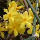 JASMINE NUDIFLORUM - WINTER JASMINE - STARTER PLANT-APPROX 3-5 INCH