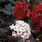 PHYSOCARPUS 'RED BARON' - NINEBARK - STARTER PLANT - APPROX 7-9 INCH PHYSOCARPUS 'RED BARON' - NINEBARK - STARTER PLANT - APPROX 7-9 INCH