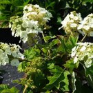 HYDRANGEA QUERCIFOLIA 'MUNCHKIN' PLANT APPROX 5-7 INCH HYDRANGEA QUERCIFOLIA 'MUNCHKIN' PLANT APPROX 5-7 INCH