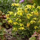 CLEMATIS TANGUTICA 'LITTLE LEMONS' STARTER PLANT