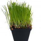 Organic Catgrass - Herb For Your Feline - 4" Pot - Live Plant