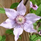 Clematis Pink Climador - Live Plant in a 4 Inch Growers Pot - Starter Plant Clematis Pink Climador - Live Plant in a 4 Inch Growers Pot - Starter Plant