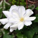Candida Clematis Vine - 5 Live Plant in a 4 Inch Growers Pot - Starter Plant Candida Clematis Vine - 5 Live Plant in a 4 Inch Growers Pot - Starter Plant
