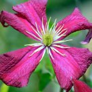 Clematis Madame Julia Correvon - Live Plant in a 4 Inch Growers Pot - Starter Clematis Madame Julia Correvon - Live Plant in a 4 Inch Growers Pot - Starter