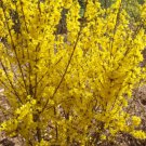 FORSYTHIA 'MINI GOLD- FLOJOR' - STARTER PLANT - APPROX 5-7 INCH FORSYTHIA 'MINI GOLD- FLOJOR' - STARTER PLANT - APPROX 5-7 INCH