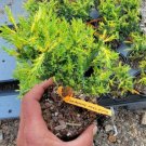Gold Star Spreading Juniper Starter Plant 1 live plant Gold Star Spreading Juniper Starter Plant 1 live plant