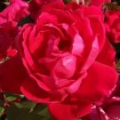 Red Double Knock Out Rose Starter Plant 1 live plant