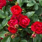 Petite Knock Out Rose Starter Plant 1 live plant Petite Knock Out Rose Starter Plant 1 live plant