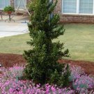 Black Dragon Cryptomeria japanese cedar Starter Plant 1 plant