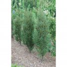 Fine Line Buckthorn Rhamnus Hardy 4" Pot