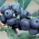 Northblue Blueberry Plant Compact/Low Growing - 2.5" Pot Northblue Blueberry Plant Compact/Low Growing - 2.5" Pot