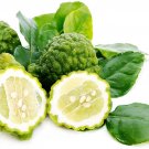 Kaffir Lime Tree Fruit Bearing Size - 4"x 12" Pot - NO SHIP TX,FL,AZ,CA,LA,HI