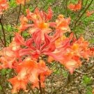 MAUVILA GOLD Aromi Azalea Rhododendron Deciduous SMALL Starter Plant
