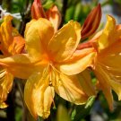 GOLDEN LIGHTS Deciduous Azalea Rhododendron Well Rooted Starter Plant GOLDEN LIGHTS Deciduous Azalea Rhododendron Well Rooted Starter Plant