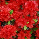 GIRARD HOTSHOT Deciduous Azalea Rhododendron SMALL Rooted Starter Plant GIRARD HOTSHOT Deciduous Azalea Rhododendron SMALL Rooted Starter Plant