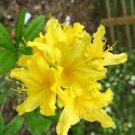 LEMONADE Aromi Azalea Rhododendron Deciduous SMALL Starter Plant