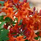RED PEPPER Aromi Azalea Rhododendron Deciduous SMALL Starter Plant