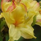 CANARY ISLES Aromi Azalea Rhododendron Deciduous SMALL Starter Plant