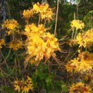ESCATAWPA Aromi Azalea Rhododendron Deciduous SMALL Starter Plant ESCATAWPA Aromi Azalea Rhododendron Deciduous SMALL Starter Plant