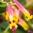 FUNNY FACE Cuphea Rooted Starter Plant RARE FUNNY FACE Cuphea Rooted Starter Plant RARE