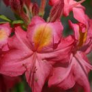 COUNTRY COUSIN Aromi Azalea Rhododendron Deciduous SMALL Starter Plant DORMANT! COUNTRY COUSIN Aromi Azalea Rhododendron Deciduous SMALL Starter Plant DORMANT!