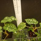 HILO BEAUTY Elephant Ear Alocasia SMALL Rooted Starter Plant