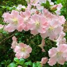 GWENDA Azalea Rhododendron Deciduous Starter Plant VERY RUFFLED SOFT PINK