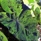 MOJITO Elephant Ear Colocasia Esculenta Starter Plant MOJITO Elephant Ear Colocasia Esculenta Starter Plant