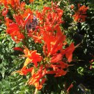Cape Honeysuckle Tecomaria Capensis STARTER PLANT Birds & Butterfly Love It Cape Honeysuckle Tecomaria Capensis STARTER PLANT Birds & Butterfly Love It