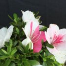 JOHGA Azalea Rhododendron Deciduous Starter Plant MULTI COLORS AT ONCE JOHGA Azalea Rhododendron Deciduous Starter Plant MULTI COLORS AT ONCE