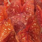 2ct Bulbs CALADIUM Burning Heart NEW CROP