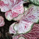 2ct Caladium Peppermint Bulbs 2ct Caladium Peppermint Bulbs