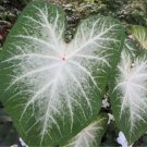 2 Caladium Grey Ghost Bulbs 2 Caladium Grey Ghost Bulbs