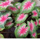 2ct Rosebud Caladium Bulb - Fancy Leaf Caladium