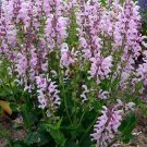 Fashionista Series Ballerina Pink - Meadow Sage - Quart Pot Fashionista Series Ballerina Pink - Meadow Sage - Quart Pot