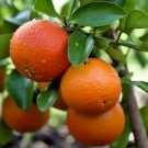 Moro Blood Orange Tree - 26-30" Tall - Live Citrus Plant - Gallon Pot - Grafted