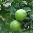 Mexican Key Lime Tree/Bush - 12-15" Tall Live Plant, 5" Pot, Citrus aurantifolia