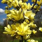 Yellow Bird Magnolia Tree/Shrub - Live Plant - 6-12" Tall Seedling - 2.5" Pot