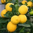 Meyer Lemon Tree/Bush - 12-15" Tall - Live Plant - 5" Pot - Citrus x meyeri Meyer Lemon Tree/Bush - 12-15" Tall - Live Plant - 5" Pot - Citrus x meyeri