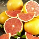 Dwarf Flame Grapefruit Tree - 26-30" Tall, Live Grafted Citrus Plant, Gallon Pot