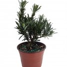 Buddhist Pine Tree - Bonsai/Houseplant - Podocarpus - 4" Pot Buddhist Pine Tree - Bonsai/Houseplant - Podocarpus - 4" Pot